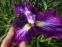 Півники мечоподібні "Ред Репітер" (Iris ensata "Red Repeater")