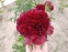 Півонія "Коммандо" (Paeonia "Commando")