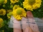 Геленіум "Дабл Трабл" (Helenium "Double Trouble")