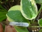 Хоста "Вайд Брім" (Hosta "Wide Brim")