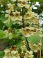 Катальпа яйцеподібна (Catalpa ovata)