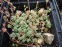 Очиток густолистий "Опелайн" (Sedum dasyphyllum "Opaline")