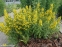 Вербозілля крапчасте (Lysimachia punctata)