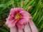 Лілійник "Сілоам Рібон Канді" (Hemerocallis "Siloam Ribbon Candy")