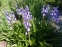 Гиацинтоид испанский "Эксельсиор" (Hyacinthoides hispanica "Excelsior")