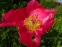 Півонія "Флейм" (Paeonia "Flame")