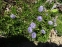 Глобулярия сердцевиднолистная (Globularia cordifolia L.)