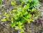 Бруннера великолиста "Діанас Голд" (Brunnera macrophylla "Diane's Gold")