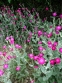 Лихнис корончатый (Lychnis coronaria)