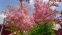 Гадючник червоний "Венуста Магніфік" (Filipendula rubra "Venusta Magnifica")