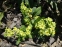 Первоцвіт гібридний "Франческа" (Primula  hybrid "Francesca")