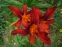 Лілійник "Крімсон Пірат" (Hemerocallis "Crimson Pirate")