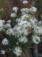 Цибуля Китайський різанець (Allium tuberosum)
