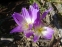 Пізньоцвіт "Розі Доун" (Colchicum "Rosy Dawn")