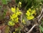 Горянка перистая подвид колхидская (Epimedium pinnatum ssp. colchicum)