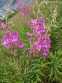 Зніт вузьколистий (Epilobium angustifolium)