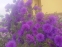 Айстра новобельгійська "Нотте д'Аутунно" (Aster (Symphyotrichum) novi-belgii "Notte d'Autunno")