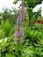 Веронікаструм віргінський (Veronicastrum virginica)