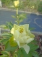 Пион "Кериед" (Paeonia "Cariad")