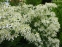 Клематіс прямий (Clematis recta)