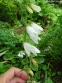 Дзвоники кіньськочасниколисті (Campanula alliariifolia)