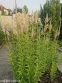 Веронікаструм сибірський (Veronicastrum sibirica)