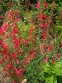 Пенстемон бородатый (Penstemon barbatus)