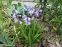 Гіацинтоід іспанський "Блю" (Hyacinthoides hispanica "Blue")