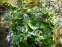 Бруннера сибірська (Brunnera sibirica Stev.)