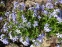 Флокс растопыренный голубой (Phlox divaricata blue)