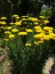 Тысячелистник таволговый "Коронатион Голд" (Achillea filipendulina "Coronation Gold")